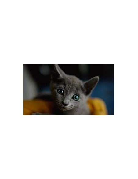 SHEBA Kitten in Salsa Selezione Assortita 4 x 85gr. Cibo Per Cuccioli di gatto
