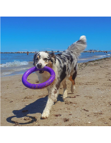 Gioco Set Anelli Puller Standar . Giochi per Cani.