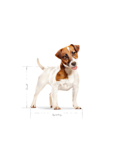 Mini Adult Gr.800 Royal Canin Cibo Secco Per Cani