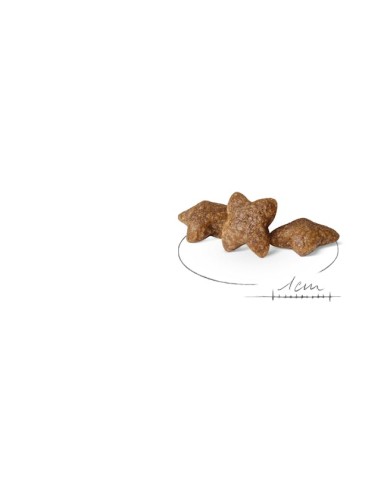 Mini Adult Gr.800 Royal Canin Cibo Secco Per Cani