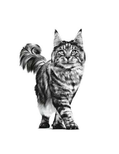 Renal Loaf Gr 85. Royal Canin . Diete - Cibo Umido per gatti .