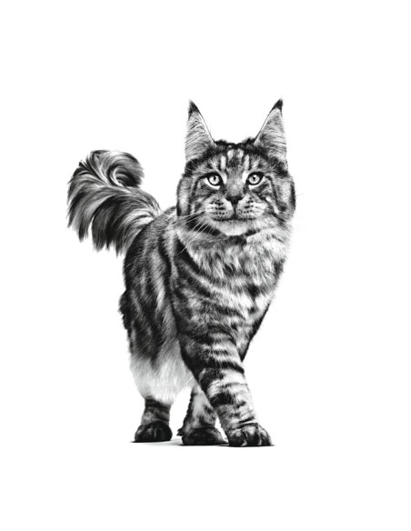 Renal Loaf Gr 85. Royal Canin . Diete - Cibo Umido per gatti .