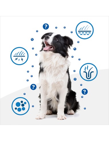 Hill's Canine Derm Complete Mini  Skin care & Food Sensivities Kg.1. Diete - Cibo Secco Per Cani