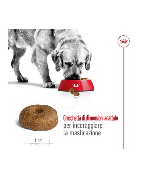 Royal Canin Maxi Agein 8+ Kg 3 . Cibo Secco Per Cani Anziani