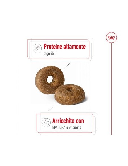 Royal Canin Maxi Agein 8+ Kg 3 . Cibo Secco Per Cani Anziani