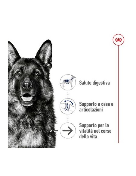 Royal Canin Maxi Agein 8+ Kg 3 . Cibo Secco Per Cani Anziani