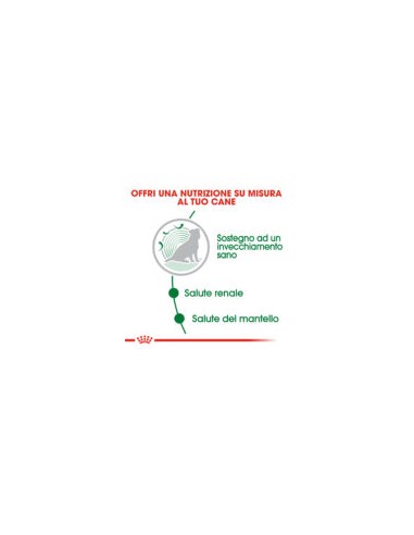 Royal Canin Dog mini Agein 12 + gr 85. Cibo Umido Per Cani  .