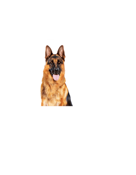 Maxi Adult gr 410.  Cibo Umido Per Cani .