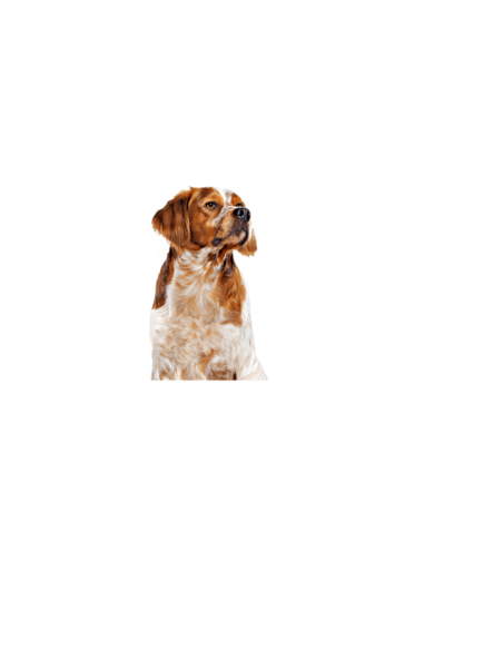 Medium Adult gr 410- Cibo Umido Per Cani .