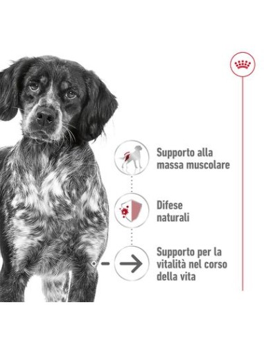 Medium  Agein gr 410. Cibo Umido Per Cani