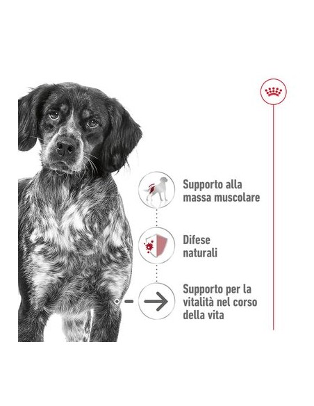 Medium  Agein gr 410. Cibo Umido Per Cani