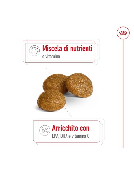 Royal Canin Xsmall  8+ Adult  gr 500 Cibo Secco Per Cani