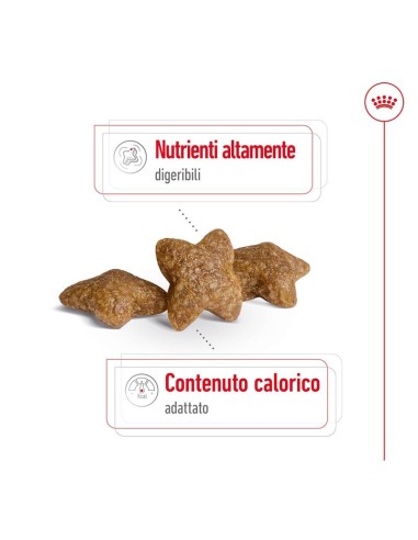 Mini Adult Kg 8 Royal Canin Cibo Secco Per Cani