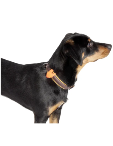 Luce di Sicurezza Jada . Guinzagli e Collari per cani. accessori .