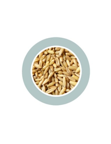 Padovan Avena Decorticata kg.1. Mangime per uccelli.