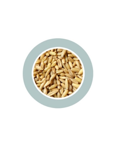 Padovan Avena Decorticata kg.1. Mangime per uccelli.