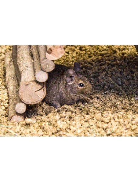 Bunny Bedding Cosy Lt 20 Strato di paglia Naturale. Lettiera per roditori .