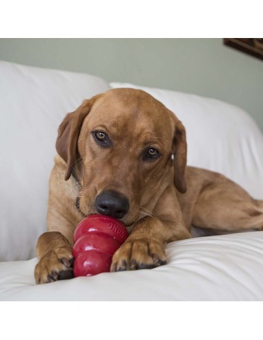 Kong Snack Bacon e Formaggio Large gr 312. Snack per Cani .