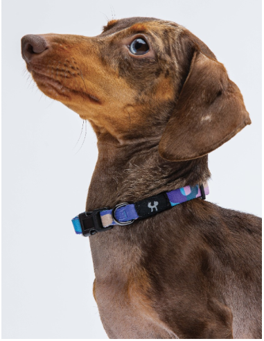 Collare Complete Me misura small 26-40 cm /1,6 cm Viola Vintage . Guinzagli e Collari per cani.