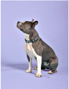 Collare Complete misura large 43-73 cm 2 cm Rosa Camouflage . Guinzagli e Collari per cani. 2