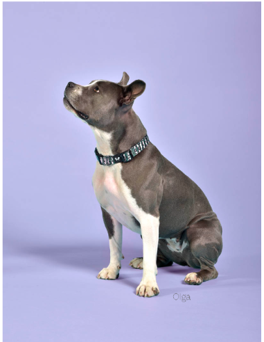 Collare Complete me misura small  26/40 cm 1,6 cm  Rosa Camouflage . Guinzagli e Collari per cani.