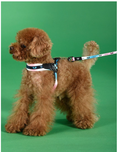 Guinzaglio Complete  Me Misura Large2,5 CM / 120 CM . Azzurro /rosa , Guinzagli e Collari per cani