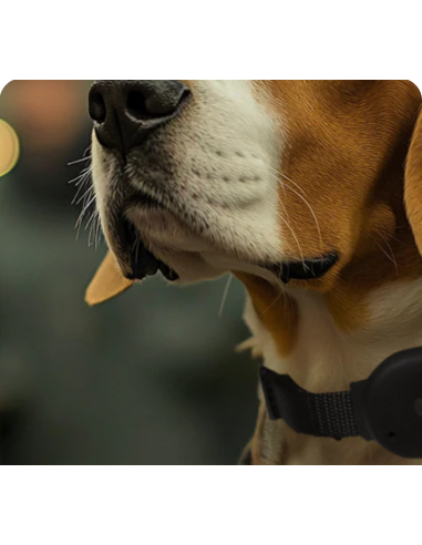 Fido Pet 4g Gps Con Collare . Accessori per cani.