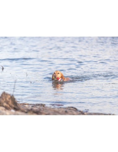 Aqua Toy Boa Snack con corsa cm 19. Giochi Per Cani