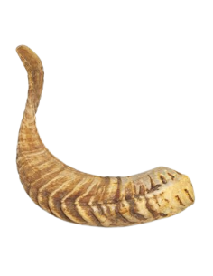 Corno di Montone Misura media. Snack Per Cani