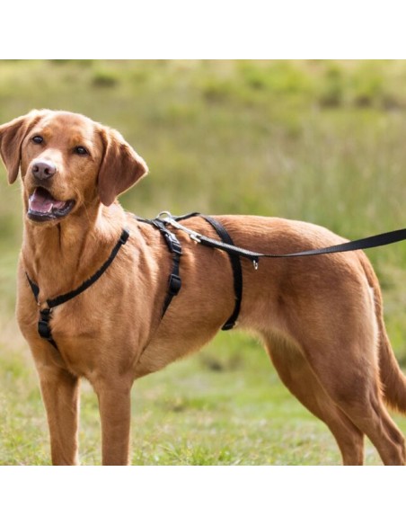 Pettorina Antipanico Stay Taglia medium-large . Collari e Guinzagli per cani