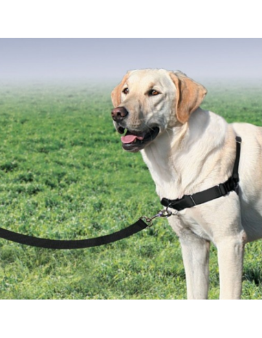 Easy Walk Pettorina Addestramento misura large -ex large . Collari e Guinzagli per cani A