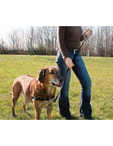 Easy Walk Pettorina Addestramento misura large -ex large . Collari e Guinzagli per cani A