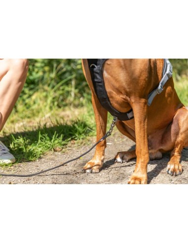 Pettorina Premium Active misura Large  69-87 CM/25 mm Petrolio.Collari e Guinzagli per Cani