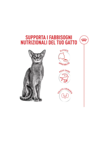 Fussy exigent kg 4. Cibo Secco Per Gatti .