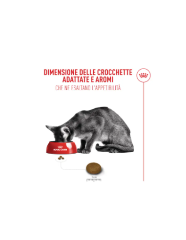 Fussy exigent kg 4. Cibo Secco Per Gatti .