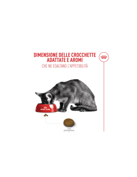 Fussy exigent kg 4. Cibo Secco Per Gatti .