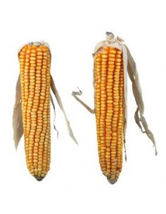 PANNOCCHIE DI MAIS 2PZ GR.250