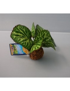 PIANTA DEKOR OASI PICCOLA